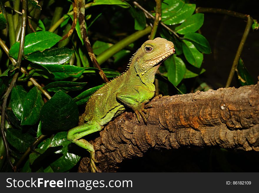 Green Lizard on Brown Tree Branch Beside Green Leaves