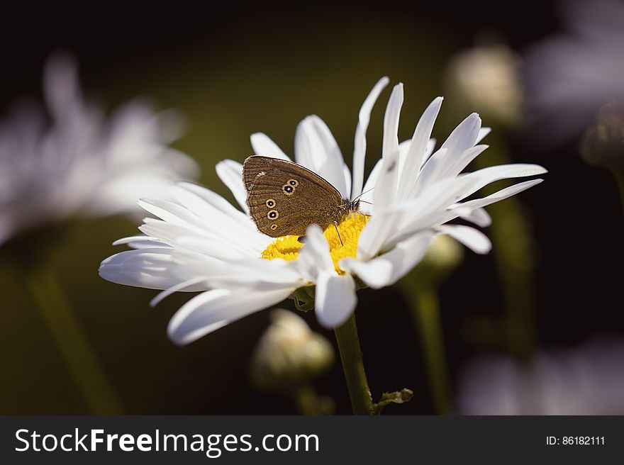 Brown Butterfly on Daisy