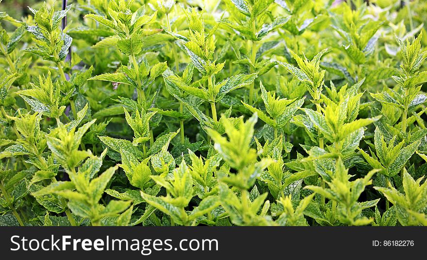 Close Up Photo of Green Leafed Plants