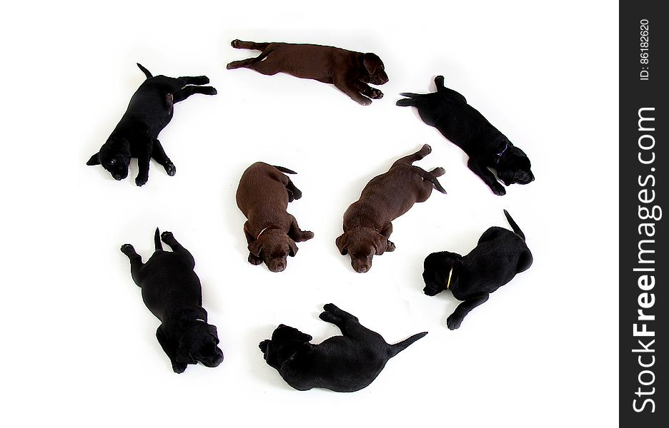 Black and Brown Labrador Puppies in a Circle Formation With 2 in the Middle