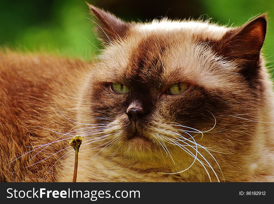 Black And Brown Himalayan Cat Close Up Photography