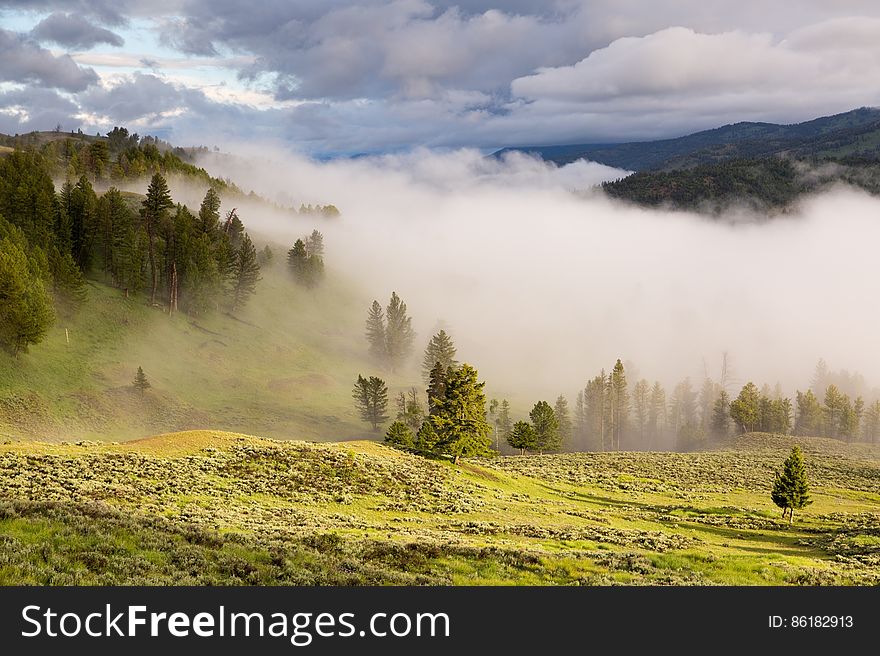 Foggy Green Landscape With Pine Forest at Daytime
