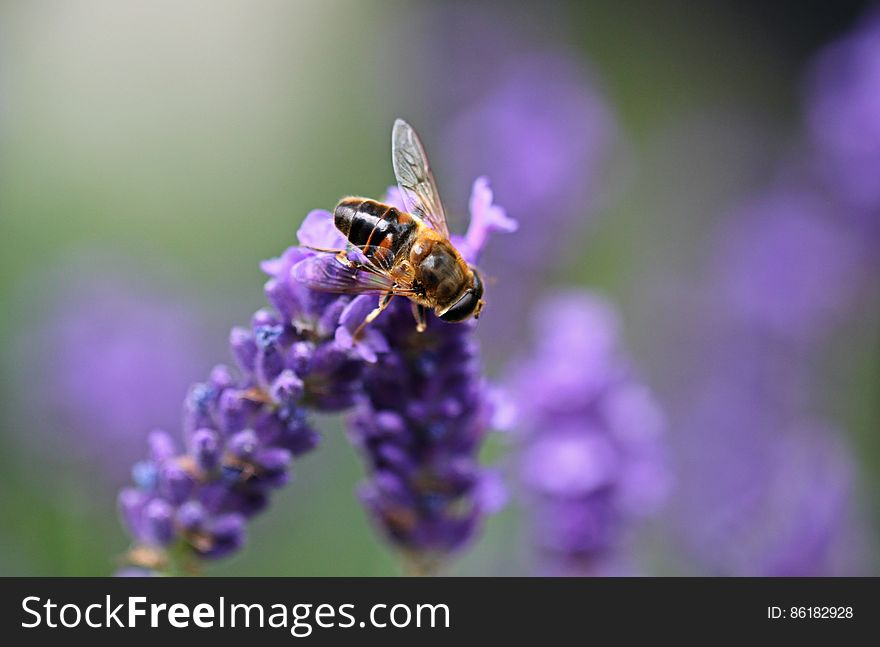 Bee on Purple Lavender