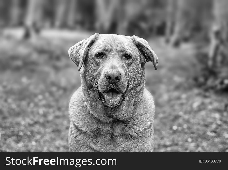 Gray Scale Photo of Dog