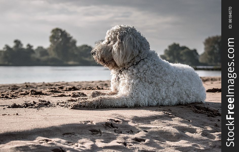 White Dog Sitting on Seashore