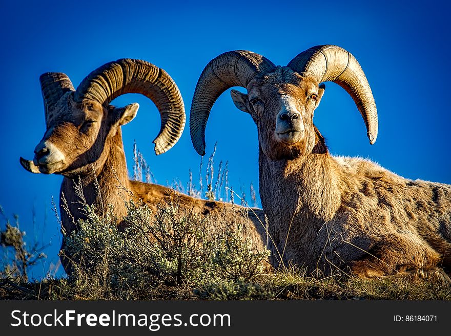 Adult male bighorn rams standing in tall grasses in Rocky Mountains against blue skies on sunny day. Adult male bighorn rams standing in tall grasses in Rocky Mountains against blue skies on sunny day.