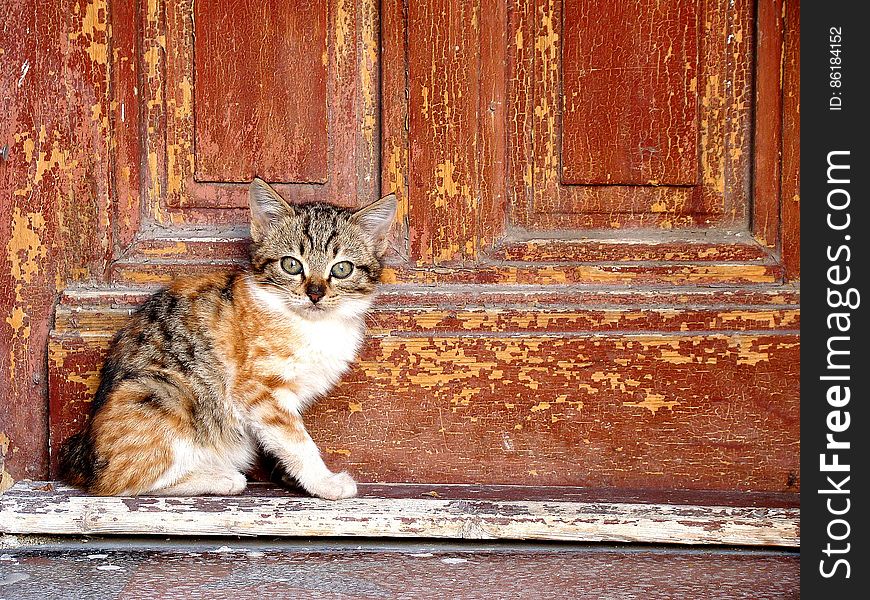 Portrait of domestic calico short haired cat sitting on stoop outside worn wooden door. Portrait of domestic calico short haired cat sitting on stoop outside worn wooden door.