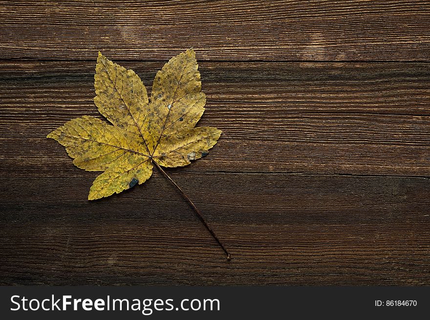 Single autumn leaf on dark grainy wood background. Single autumn leaf on dark grainy wood background.