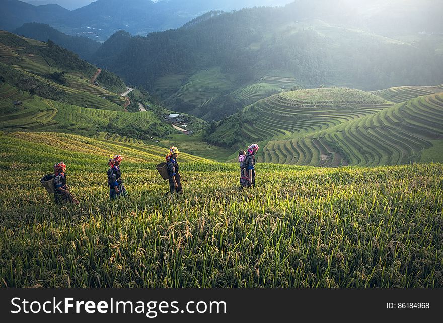 Workers with baskets in green agricultural field on hillside. Workers with baskets in green agricultural field on hillside.