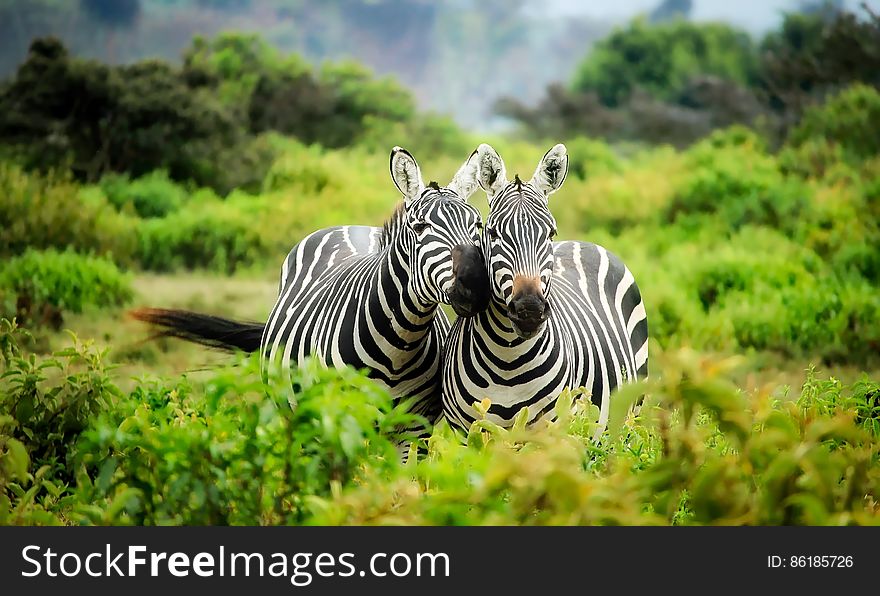 Zebras on Zebra