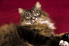 Cat Royalty Free Stock Photography Cat Royalty Free Stock Photography