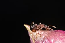 Ant With Dew Drop Royalty Free Stock Photography