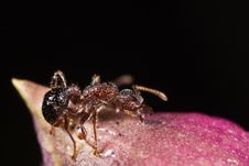 Ant With Dew Drop Royalty Free Stock Photos