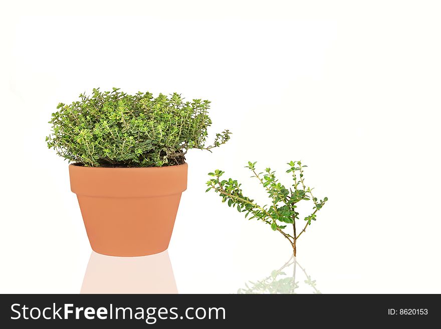 Golden thyme herb growing in a terracotta pot with leaf sprig and reflection, over white background.