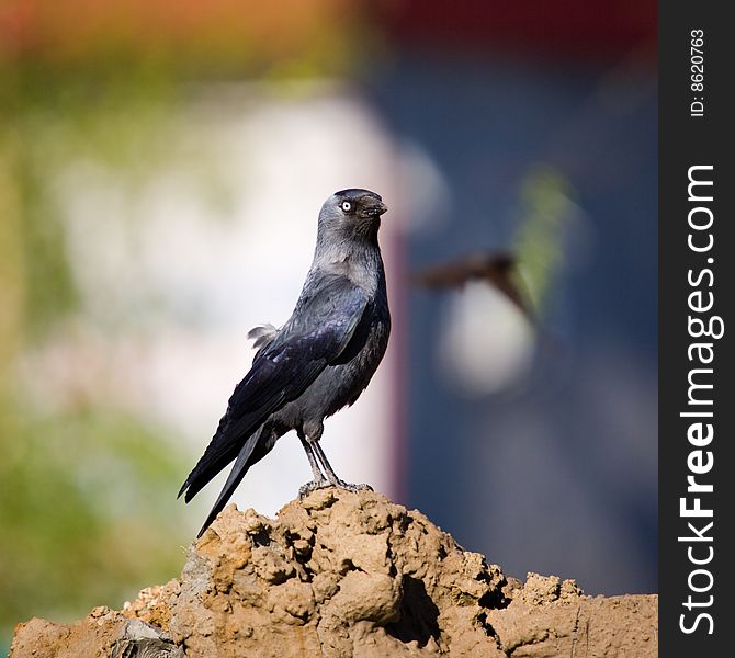 Jackdaw on an earthen embankment in spring