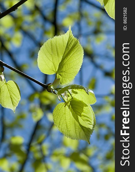 Green leaves glowing in sunlight