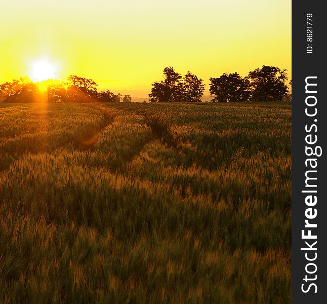 Golden corn field