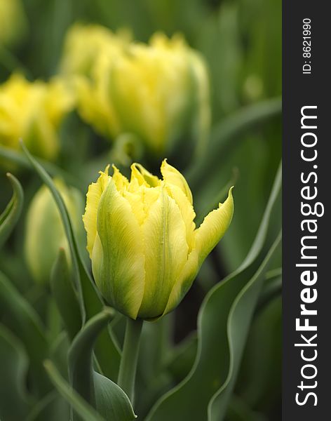 Beautiful spring yellow tulips in the garden