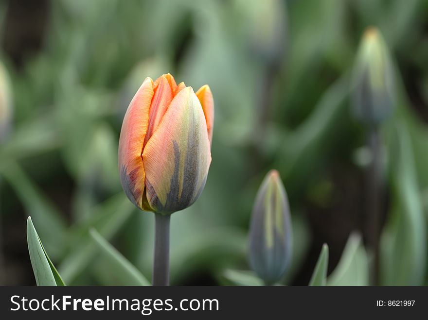 Beautiful Pink Tulips Closeup