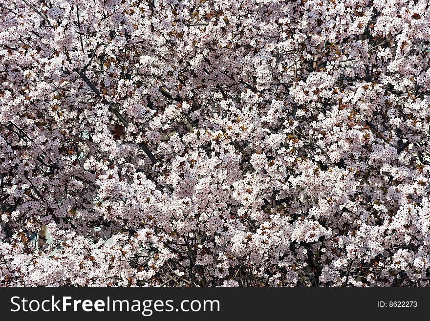 Cherry tree in bloom. Spring concept. Cherry tree in bloom. Spring concept.