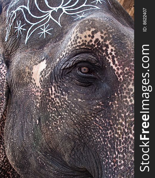 Close up of Asian elephants face and eye while getting painted. Close up of Asian elephants face and eye while getting painted