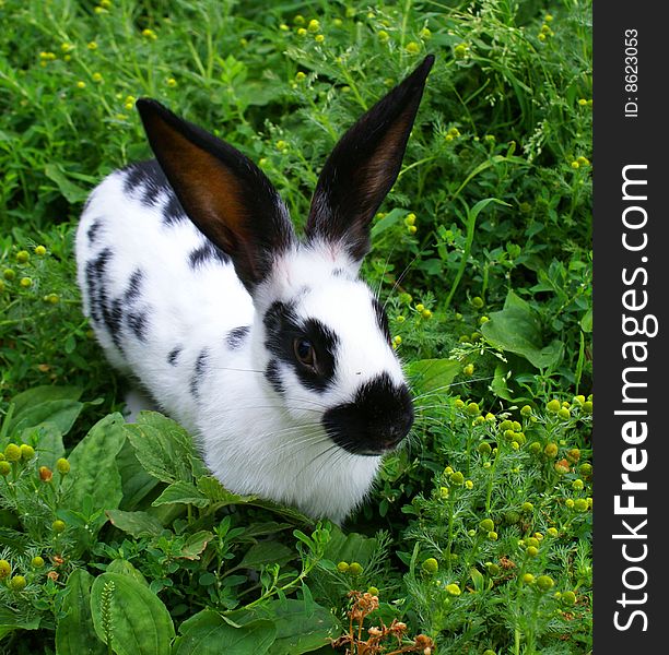 The rabbit black-and-white on a green grass has a rest. The rabbit black-and-white on a green grass has a rest