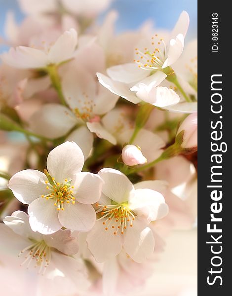 Blooming cherry flowers close up