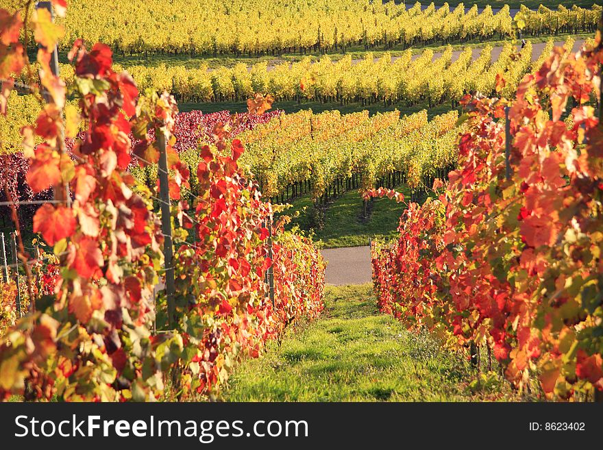 A background with a beautiful view of a
vineyard with leaves in different autumn
colors. A background with a beautiful view of a
vineyard with leaves in different autumn
colors.