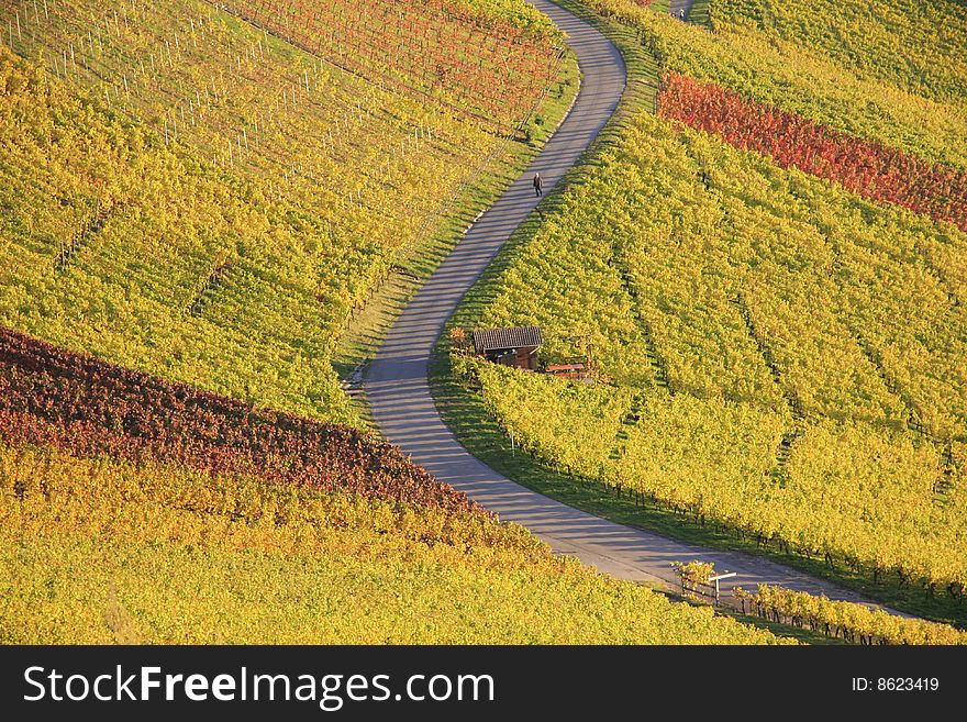 Scenic view of colorful vineyard in autumn. Scenic view of colorful vineyard in autumn