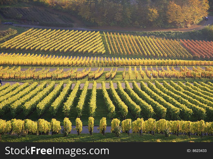 Colorful vineyard in autumn