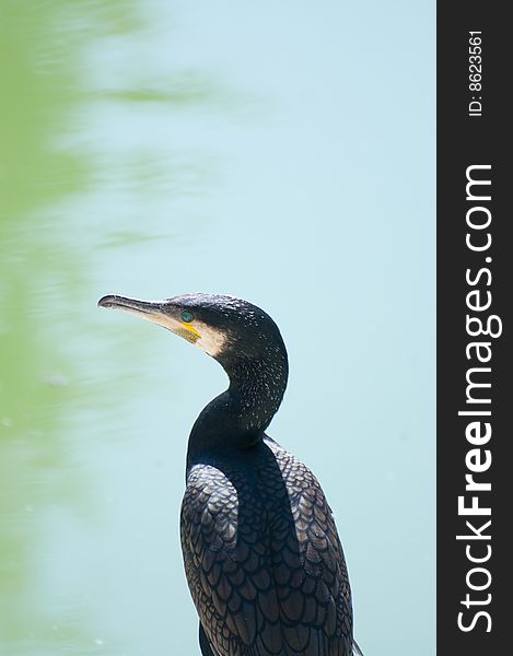 Picture of a cormorant.Nice hair and beak.