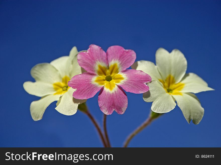 Primrose flowers against blue sky. Primrose flowers against blue sky