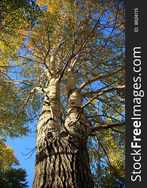 Tree in the fall with bright blue sky