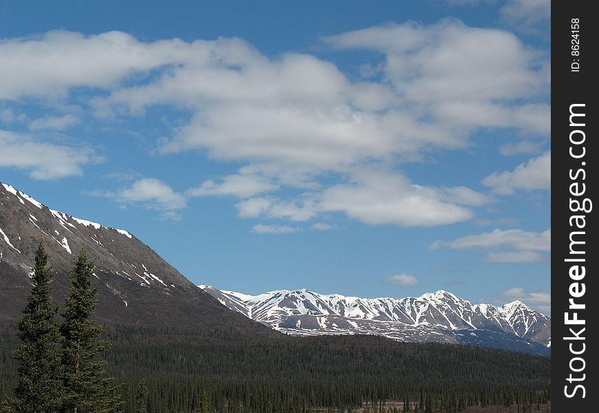 Pair Of Spruce Trees And Alaska Range (Broad Pass)