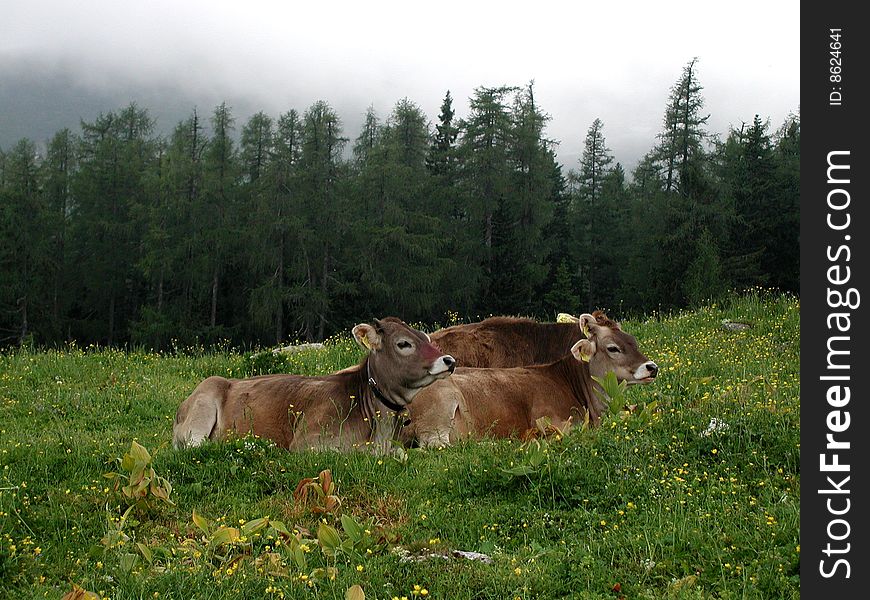 Ecology in the Slovenia mountain farm. Ecology in the Slovenia mountain farm