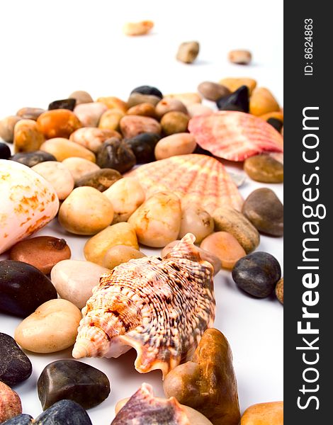 Sea shells and pebble beach collection