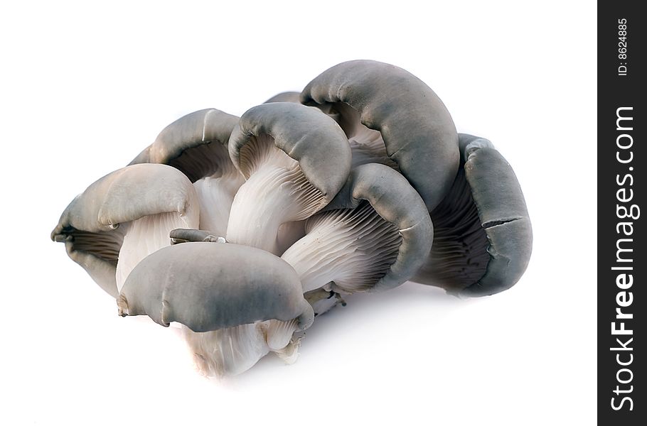 A group of very tasty mushrooms