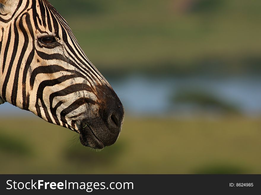 This is an image of a zebra taken in a private game reserve.