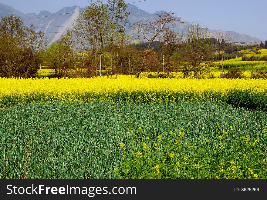 Fields of green onions and yellow rapeseed oil flowers cover the farmlands nestled in the shadow of nearby mountains in the Pengzhou, China countryside - Lee Snider Photo. Fields of green onions and yellow rapeseed oil flowers cover the farmlands nestled in the shadow of nearby mountains in the Pengzhou, China countryside - Lee Snider Photo.