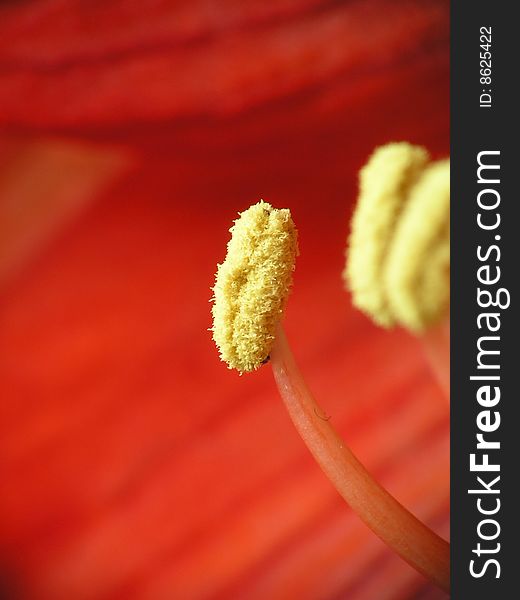 A  gynoecium with farina in a red flower.