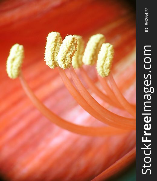 Some  gynoeciums with farina in a red flower.