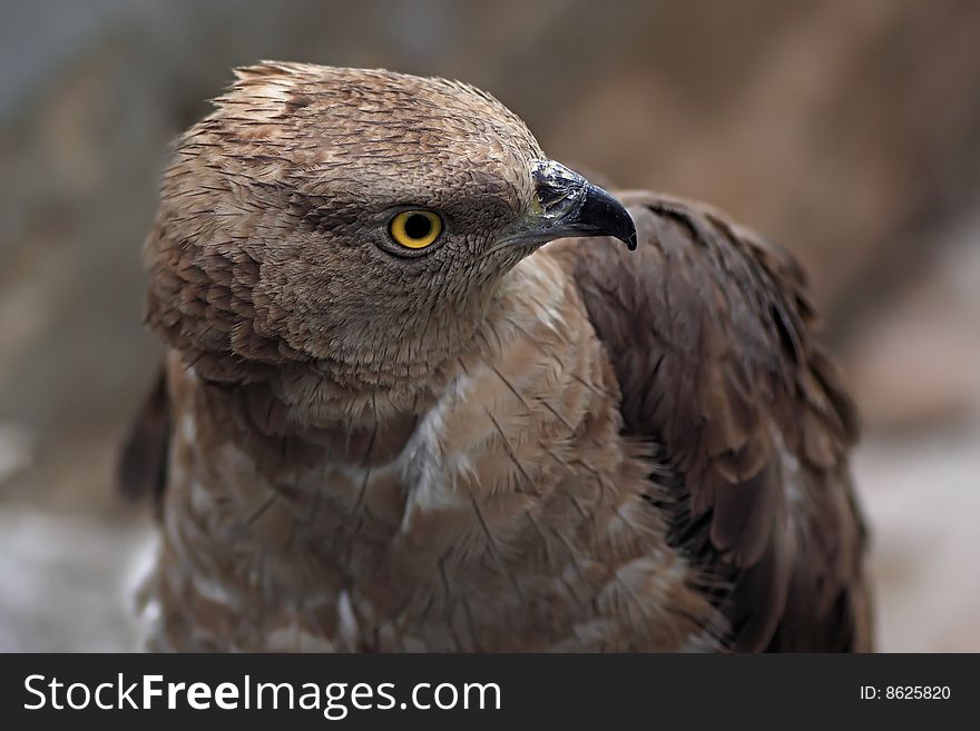 Predatory bird. Hunts on black grouse. Predatory bird. Hunts on black grouse.