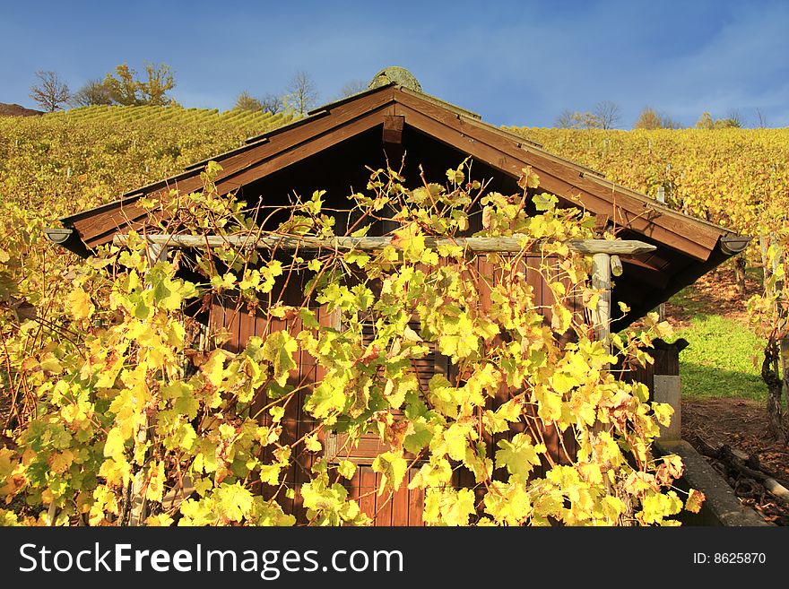 A background with a beautiful view of a
vineyard with leaves in different autumn
colors. A background with a beautiful view of a
vineyard with leaves in different autumn
colors.