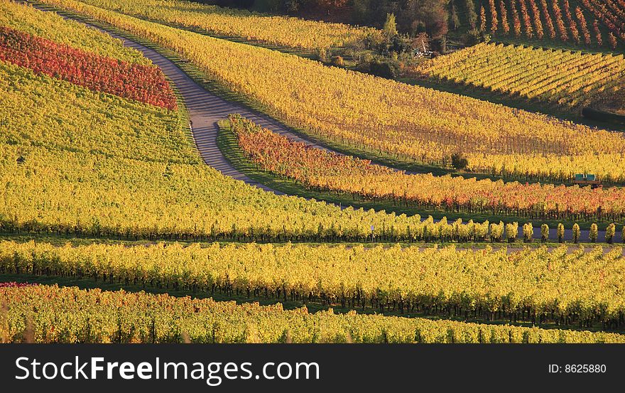 Colorful autumn vineyard