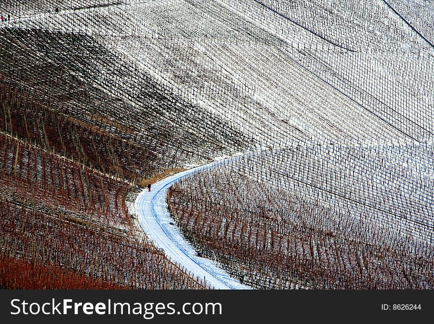 A background with a beautiful view of a
vineyard with leaves in different winter Time
colors. A background with a beautiful view of a
vineyard with leaves in different winter Time
colors.