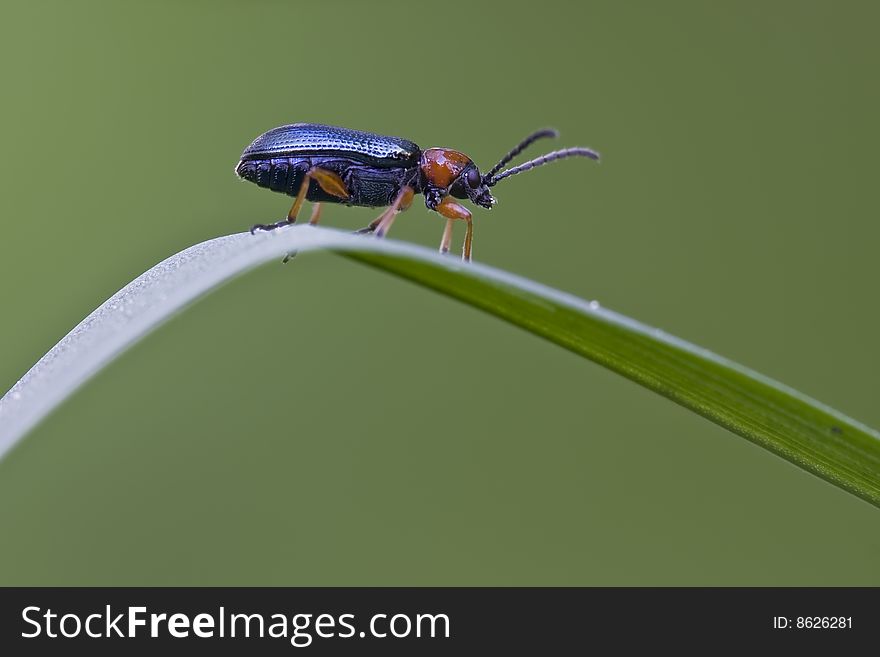 Beetle-Macro with a lot of space arround. Beetle-Macro with a lot of space arround