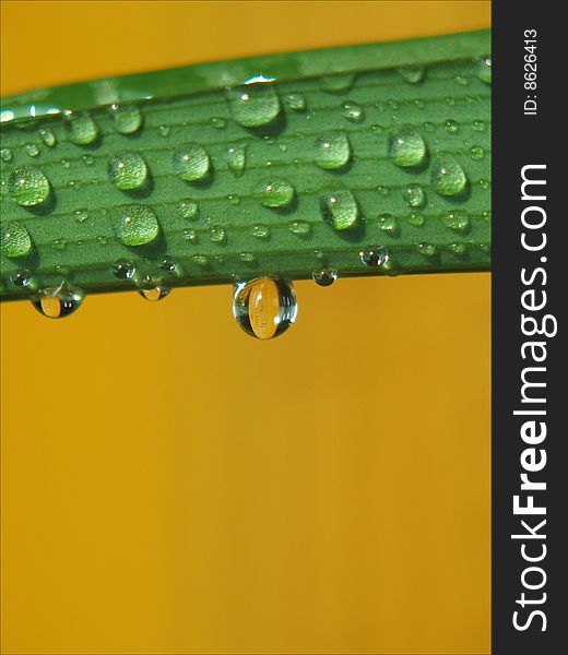 Water Drops On Green Leaves At