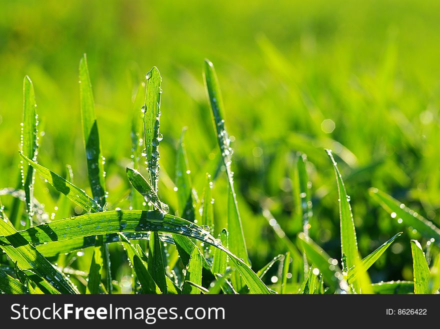 Dew drop on a blade of grass. Dew drop on a blade of grass