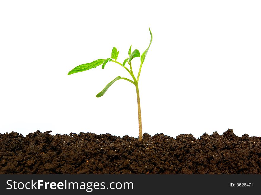 Little green plant isolated on white background. Little green plant isolated on white background