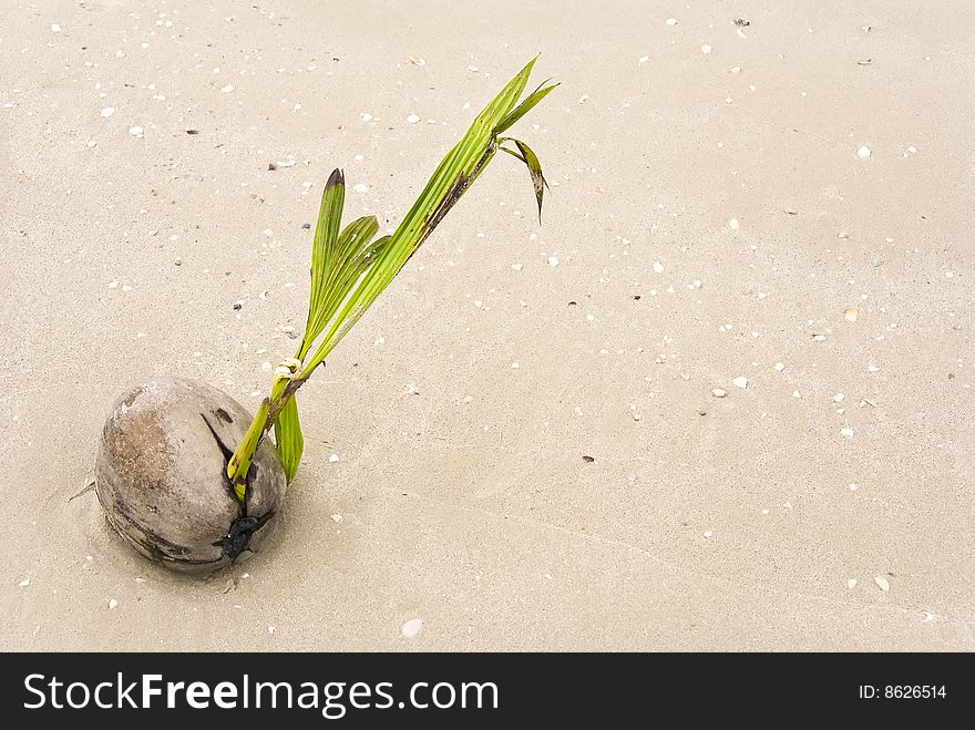 Growing coconut on a beach
